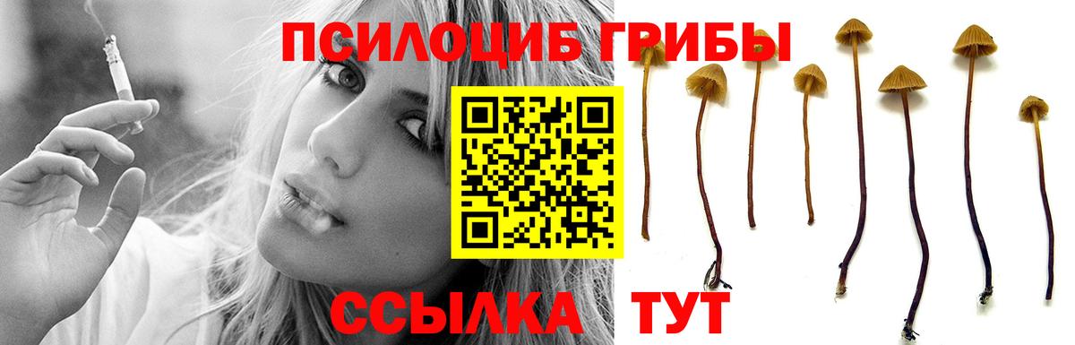 Псилоцибиновые грибы Psilocybe Сафоново